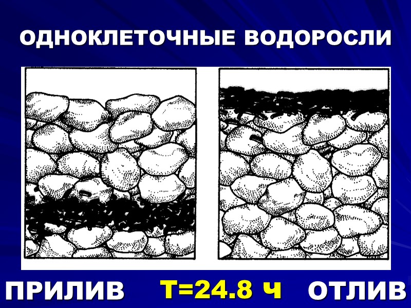 ОДНОКЛЕТОЧНЫЕ ВОДОРОСЛИ ПРИЛИВ ОТЛИВ  Т=24.8 ч